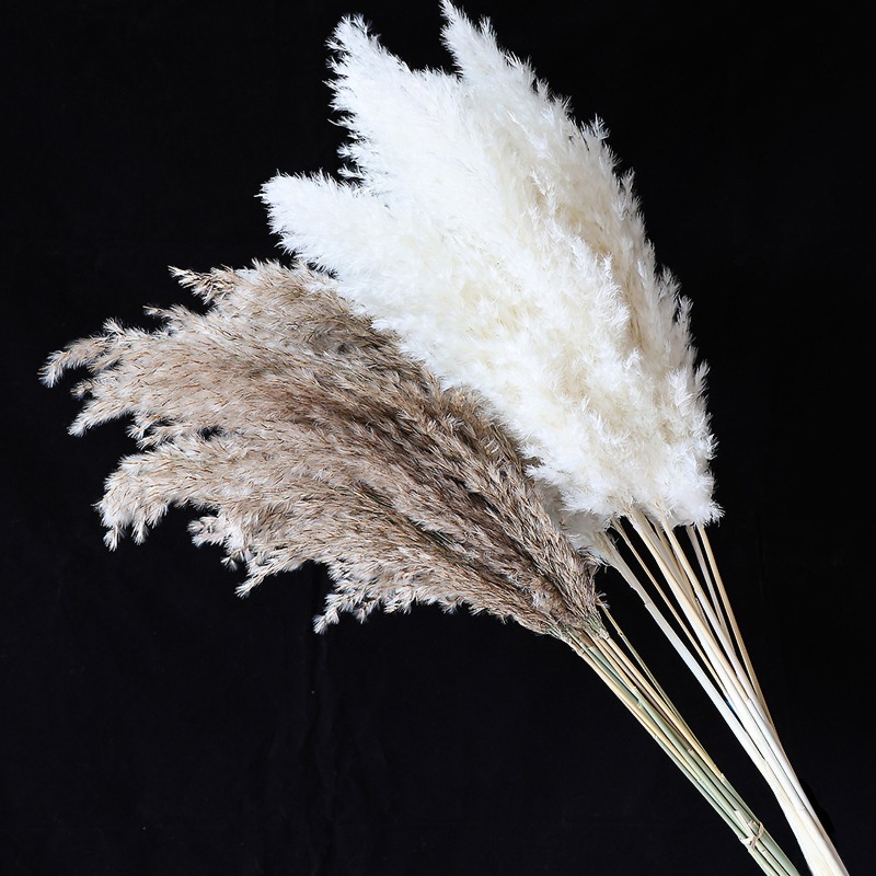 10 шт. разноцветных натуральны – обзор и цена Pampas Grass Decor